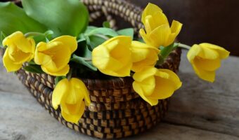 צמחיה מלאכותית לבית